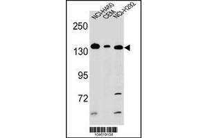 Western blot analysis in CEM,NCI-H292,NCI-H460 cell line lysates (35ug/lane). (Metabotropic Glutamate Receptor 1 antibody  (C-Term))