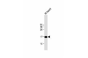 Anti-IER3 Antibody (N-term) at 1:1000 dilution + mouse heart lysate Lysates/proteins at 20 μg per lane. (IER3 antibody  (N-Term))