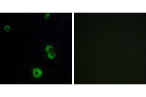 Peptide - +Immunofluorescence analysis of MCF-7 cells, using F2RL2 antibody. (F2RL2 antibody  (Internal Region))