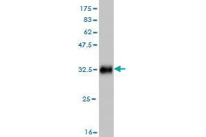 Western Blot detection against Immunogen (33. (SMARCE1 antibody  (AA 75-142))
