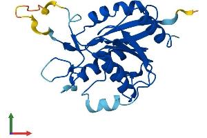 Protein Structure (PS) image for Ovarian Tumor Suppressor Candidate 2 (OVCA2) (AA 1-227) protein (His tag) (ABIN7550478)