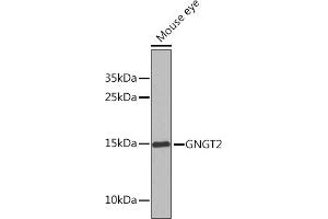 Western blot analysis of extracts of Mouse eye, using GNGT2 Rabbit pAb (ABIN6131710, ABIN6141243, ABIN6141245 and ABIN6225124) at 1:1000 dilution. (GNGT2 antibody  (AA 1-69))