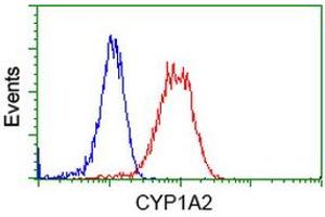 Flow Cytometry (FACS) image for anti-Cytochrome P450, Family 1, Subfamily A, Polypeptide 2 (CYP1A2) antibody (ABIN1497715) (CYP1A2 antibody)
