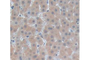 Used in DAB staining on fromalin fixed paraffin- embedded liver tissue (Fibrosin antibody  (AA 1-250))