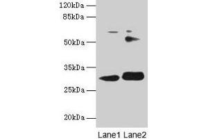 Western blot All lanes: ITM2A antibody at 0. (ITM2A antibody  (AA 79-263))