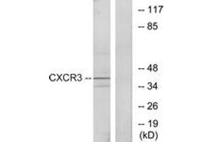 Western blot analysis of extracts from K562 cells, using CXCR3 Antibody. (CXCR3 antibody  (AA 161-210))