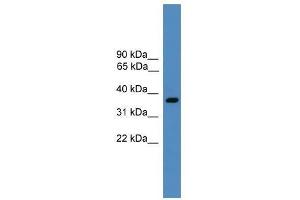 BSND antibody used at 0.