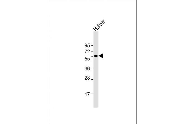 SLC30A10 antibody  (C-Term)