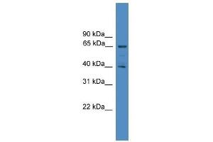 Western Blot showing UBL7 antibody used at a concentration of 1-2 ug/ml to detect its target protein.