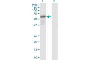 Western Blot analysis of PDZD3 expression in transfected 293T cell line by PDZD3 monoclonal antibody (M04), clone 1F2.