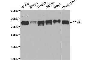Western blot analysis of extracts of various cell lines, using CBX4 antibody. (CBX4 antibody)
