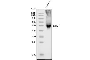 Western blot analysis of CD47 using anti-CD47 antibody (ABIN6719291). (CD47 antibody  (AA 19-323))