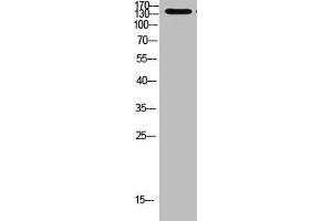Western Blot analysis of 293t cells using Antibody diluted at 1000