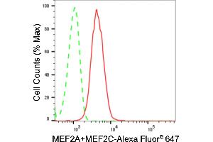 Flow cytometric analysis of MEF2A+MEF2C expression in H9c2 cells using MEF2A+MEF2C antibody (ABIN7799353), 1:2,000).