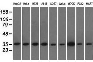 Western blot analysis of extracts (35 µg) from 9 different cell lines by using anti-EIF2S1 monoclonal antibody. (EIF2S1 antibody)