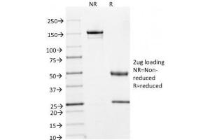 SDS-PAGE Analysis of Purified, BSA-Free Cyclin A2 Antibody (clone E67). (Cyclin A antibody)