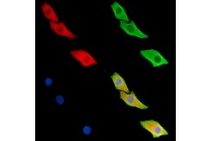 ABIN6259639 and ABIN6279465 staining Hela cells by IF/ICC. (REM2 antibody  (N-Term))