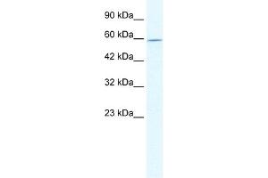 DDX47 antibody used at 2.