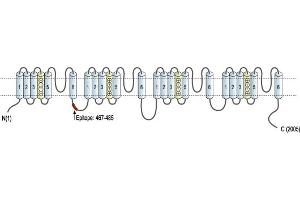 Representative domain view of the target of ABIN7884832.