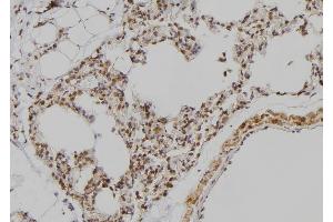 ABIN6279002 at 1/100 staining Rat lung tissue by IHC-P. (POU3F3 antibody  (N-Term))