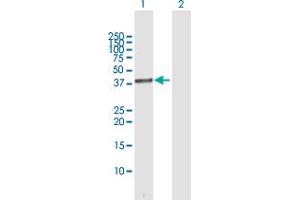 HSD3B1 antibody  (AA 1-373)