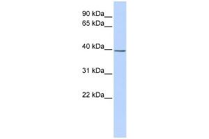 WB Suggested Anti-SETD3 Antibody Titration:  0. (SETD3 antibody  (Middle Region))