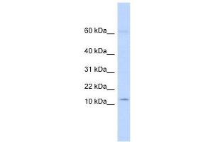 KAP8. (KRTAP8-1 antibody  (Middle Region))