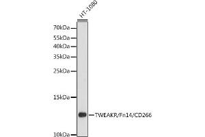 Western blot analysis of extracts of HT-1080 cells, using TWEAKR/Fn14/CD266 antibody (ABIN6127590, ABIN6149315, ABIN6149316 and ABIN6216956) at 1:3000 dilution. (TNFRSF12A antibody  (AA 28-129))