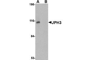 Western Blotting (WB) image for anti-Junctophilin 3 (JPH3) (Middle Region) antibody (ABIN1030970) (Junctophilin 3 antibody  (Middle Region))