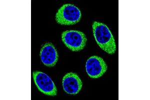 Confocal immunofluorescent analysis of PCDH1 Antibody (N-term) (ABIN655958 and ABIN2845344) with U-251MG cell followed by Alexa Fluor 488-conjugated goat anti-rabbit lgG (green). (Protocadherin 1 antibody  (N-Term))
