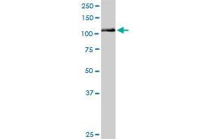 NLRP2 MaxPab rabbit polyclonal antibody. (NLRP2 antibody  (AA 1-1062))