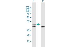 Western Blot analysis of PGP expression in transfected 293T cell line by PGP MaxPab polyclonal antibody. (PGP antibody)