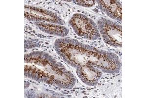 Immunohistochemical staining of human stomach with BEGAIN polyclonal antibody  shows strong cytoplasmic positivity in granular pattern in glandular cells at 1:200-1:500 dilution. (BEGAIN antibody)