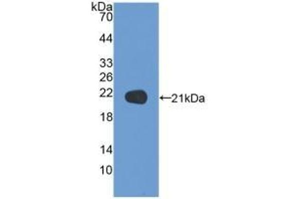 NSF antibody  (AA 590-744)