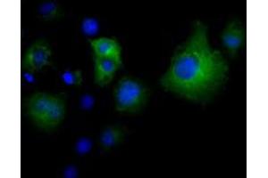 Immunofluorescence (IF) image for anti-Von Willebrand Factor A Domain Containing 5A (VWA5A) antibody (ABIN1501746) (VWA5A antibody)
