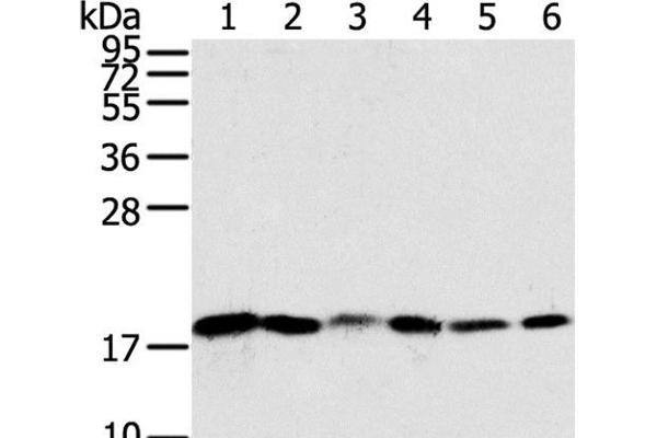 Sorting Nexin 3 antibody