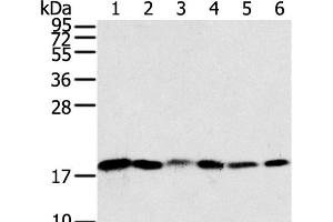 Western Blot analysis of Human colon sigmoideum cancer and colon cancer tissue, Mouse lung and Human normal colon tissue, lovo and hela cell using SNX3 Polyclonal Antibody at dilution of 1:250