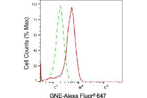Flow cytometric analysis of GNE expression in HeLa cells using GNE antibody (ABIN7798730), 1:(ABIN7798691).