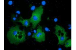 Anti-PIK3AP1 mouse monoclonal antibody (ABIN2453462) immunofluorescent staining of COS7 cells transiently transfected by pCMV6-ENTRY PIK3AP1 (RC214125). (PIK3AP1 antibody)