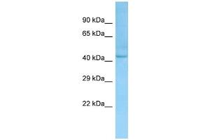 Western Blotting (WB) image for anti-LanC Lantibiotic Synthetase Component C-Like 1 (LANCL1) (N-Term) antibody (ABIN971025) (LANCL1 antibody  (N-Term))