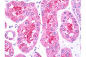 Anti-FKBP38 / FKBP8 antibody IHC staining of human kidney. (FKBP8 antibody  (AA 42-276))