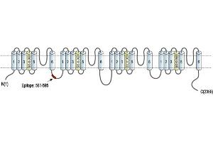 Representative domain view of the target of ABIN7043010.
