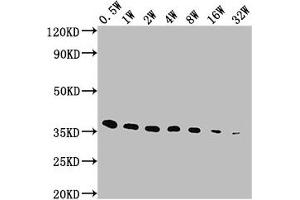 Western Blot Positive WB detected in: E-tagged fusion protein All lanes: E-Tag antibody at 1:5000, 1:10000, 1:20000, 1:40000, 1:80000, 1:160000, 1:320000 Secondary Goat polyclonal to Mouse IgG at 1/10000 dilution Predicted band size: 36 kDa Observed band size: 36 kDa (E Tag antibody)