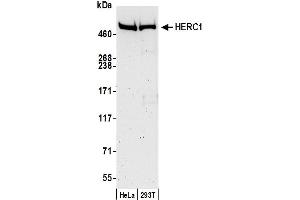 Western Blotting (WB) image for anti-Hect (Homologous To The E6-AP (UBE3A) Carboxyl terminus) Domain and RCC1 (CHC1)-Like Domain (RLD) 1 (HERC1) (AA 2400-2450) antibody (ABIN7450963)