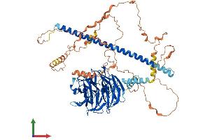 AlphaFold protein structure predicition of Human Recombinant STRN4 Protein, UniprotID Q9NRL3