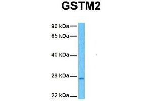 Host:  Rabbit  Target Name:  GSTM2  Sample Tissue:  Human Fetal Liver  Antibody Dilution:  1. (GSTM2 antibody  (N-Term))