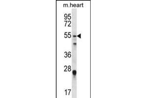 FOXO6 Antibody (Center) (ABIN1881351 and ABIN2845586) western blot analysis in mouse heart tissue lysates (35 μg/lane).