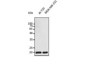 Anti-BAX Ab at 1:2,500 dilution, 50 µg of total protein per Iane, rabbit polyclonal to goat lgG (HRP) at 1/10,000 dilution, (BAX antibody  (N-Term))
