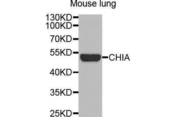 CHIA antibody  (AA 1-368)