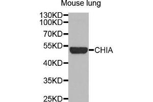 Western Blotting (WB) image for anti-Chitinase, Acidic (CHIA) (AA 1-368) antibody (ABIN1679217)